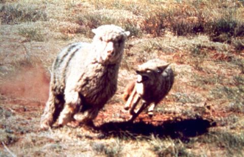 Best Ways to Trap a Coyote: Trapping Techniques and Bait Recipes